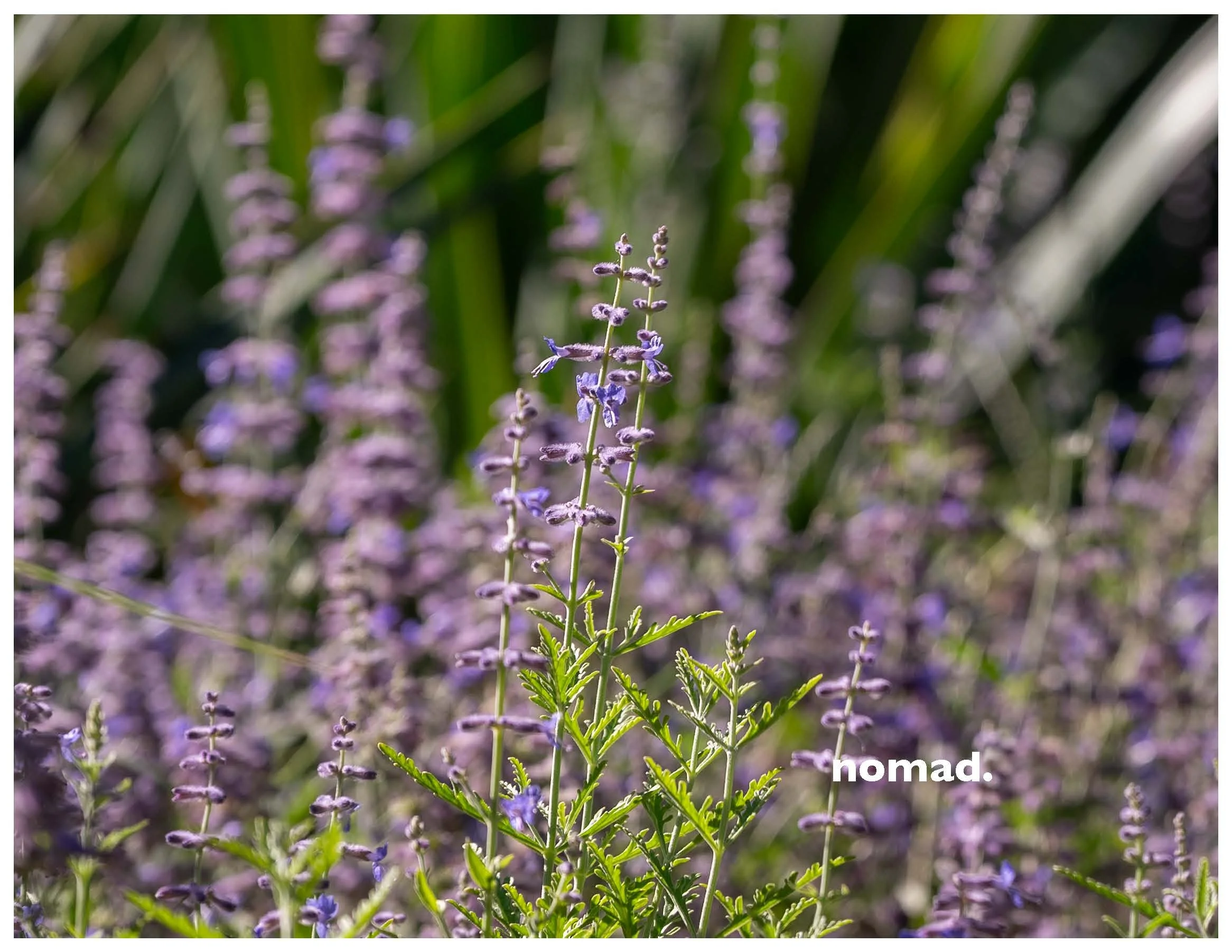 2026_Nomad Pamphlet LR_Page_01.jpg