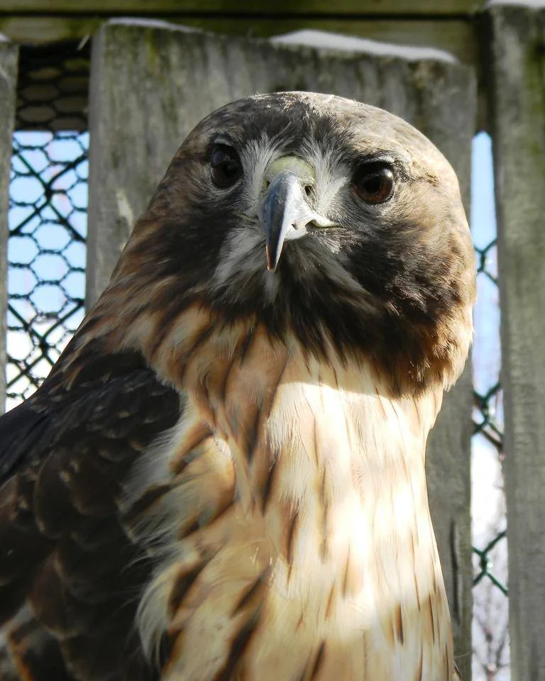 bird.jpg