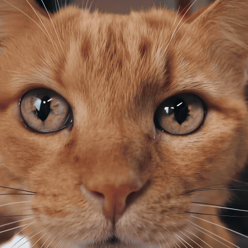 ASPCA_We_Go_30_Agency Cut.gif