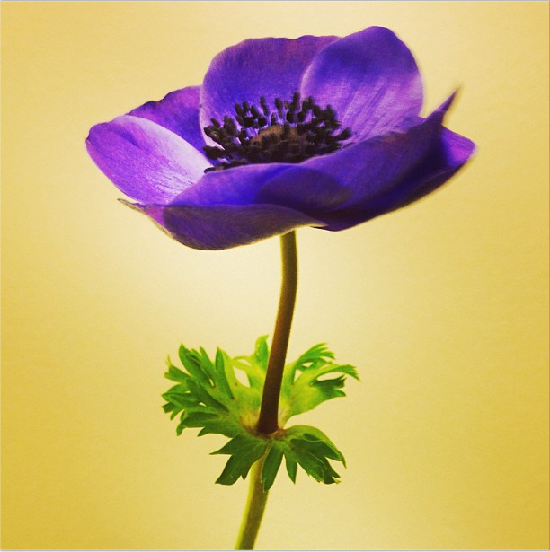 photograph by All Carroll