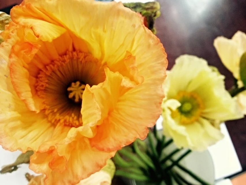 Flower.jpg