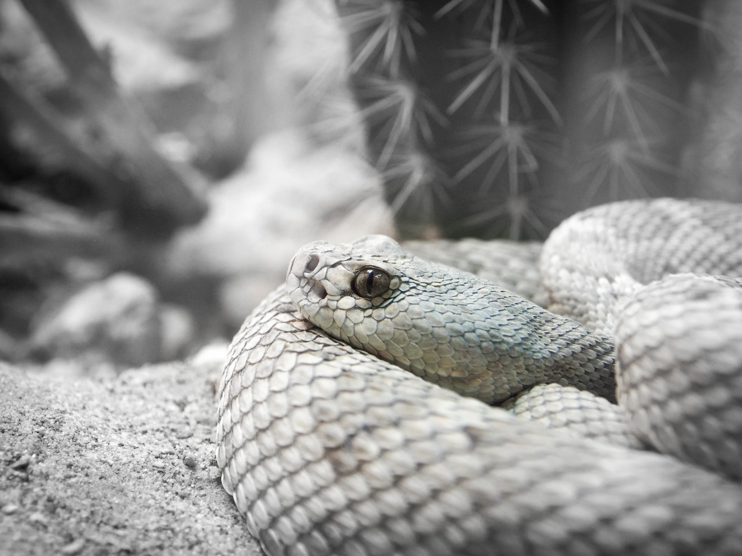 SDZoo Jan 2015 (2 of 11).jpg