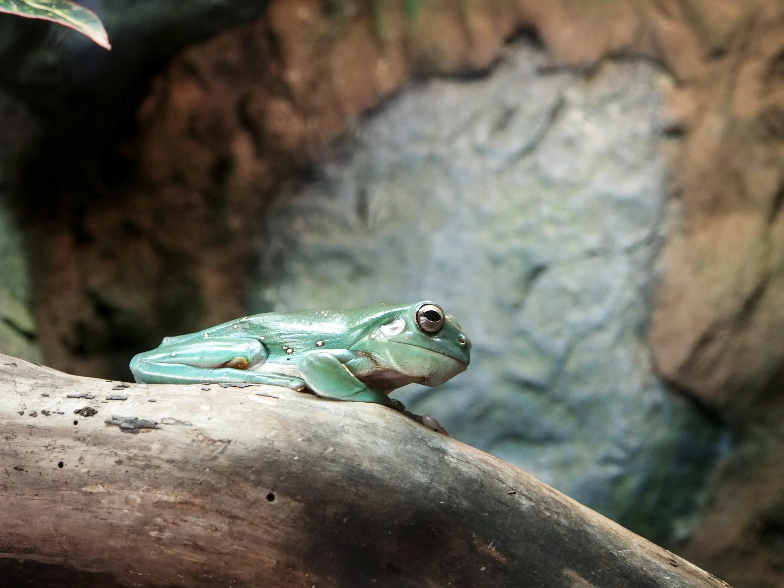 SDZoo Jan 2015 (3 of 11).jpg