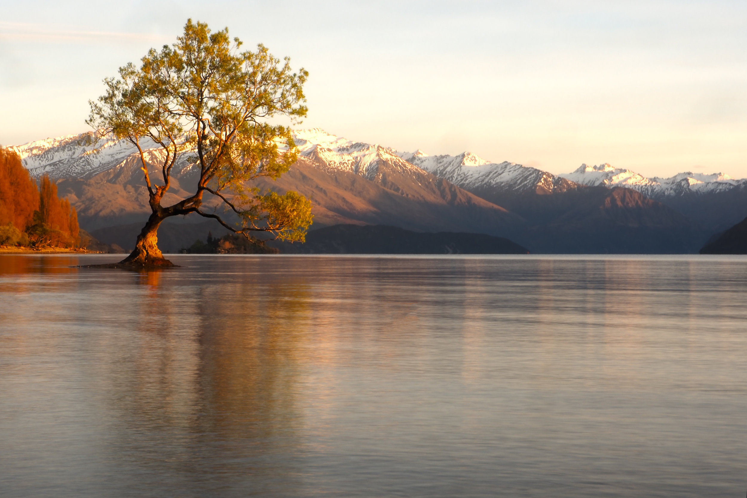 ThatWanakaTree-1-Insta.jpg