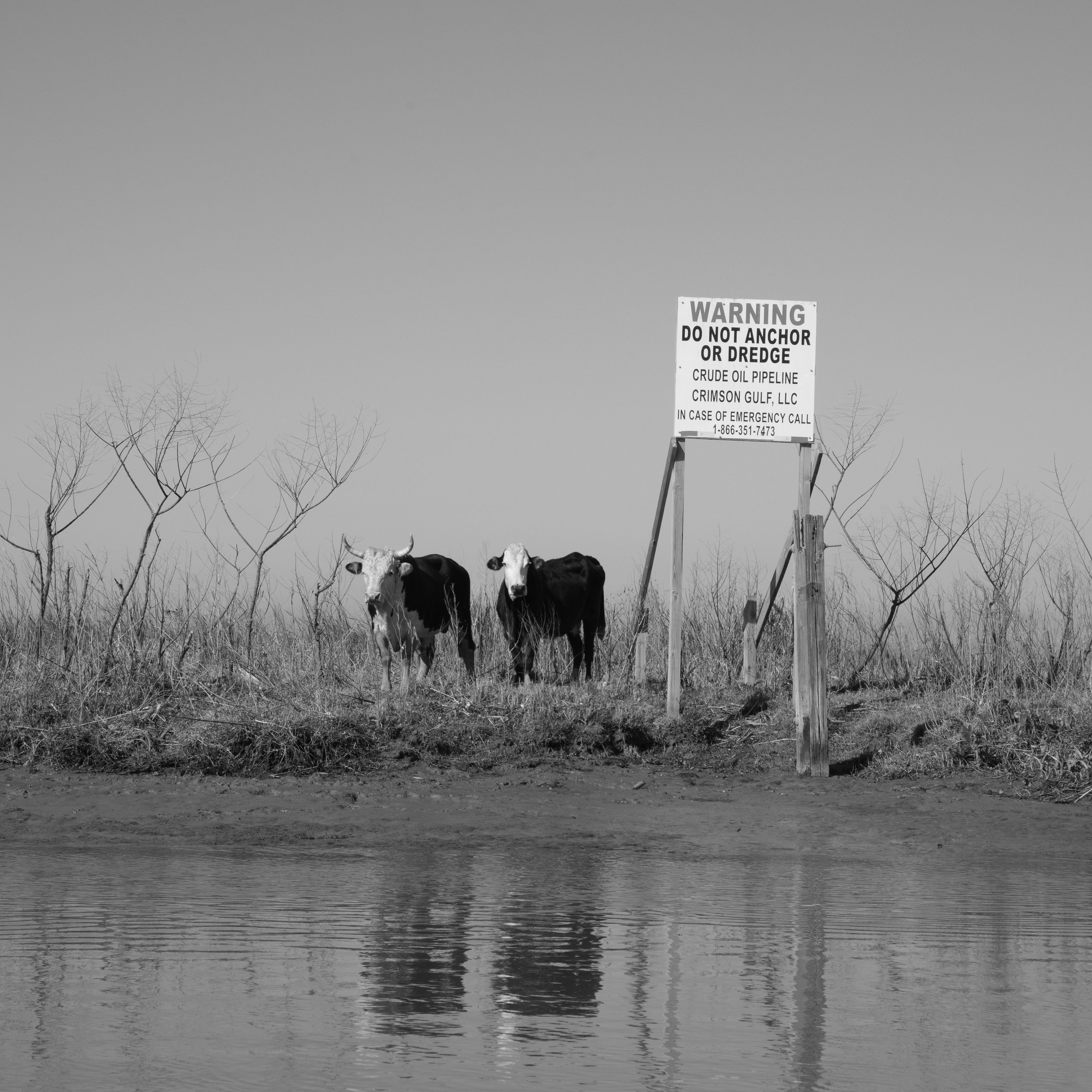 Marsh Cows Near Venice_01.jpg