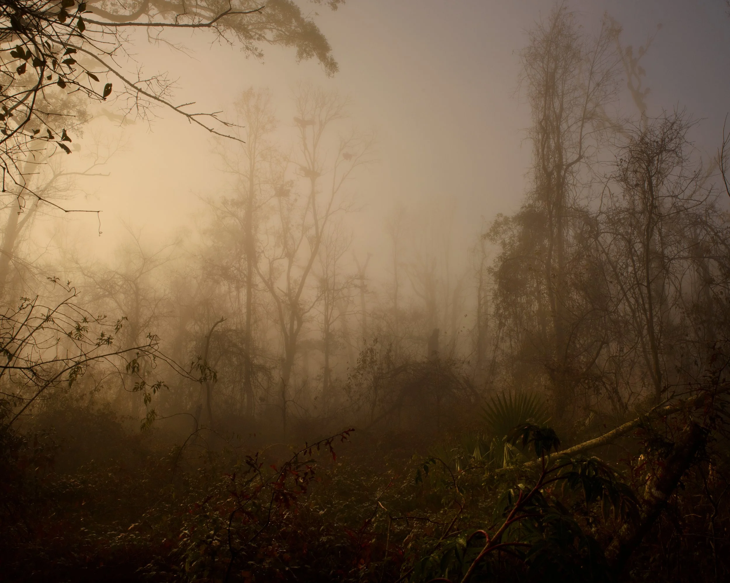 7. Forest-Hanusik.jpg