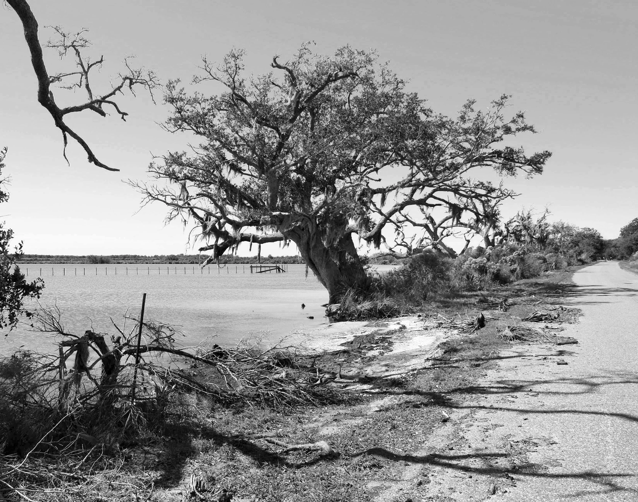 pecan island print.jpg