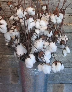 cotton.jpg
