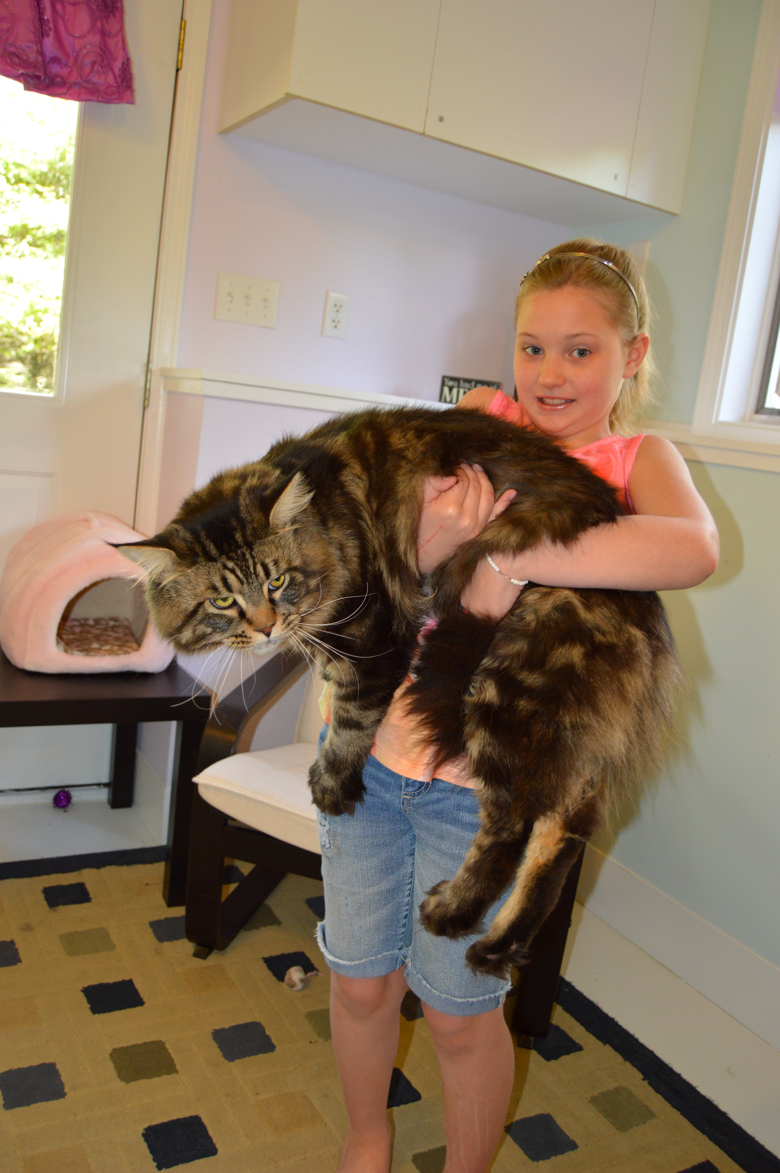 About Rock Hill Rock Hill Maine Coon Cats