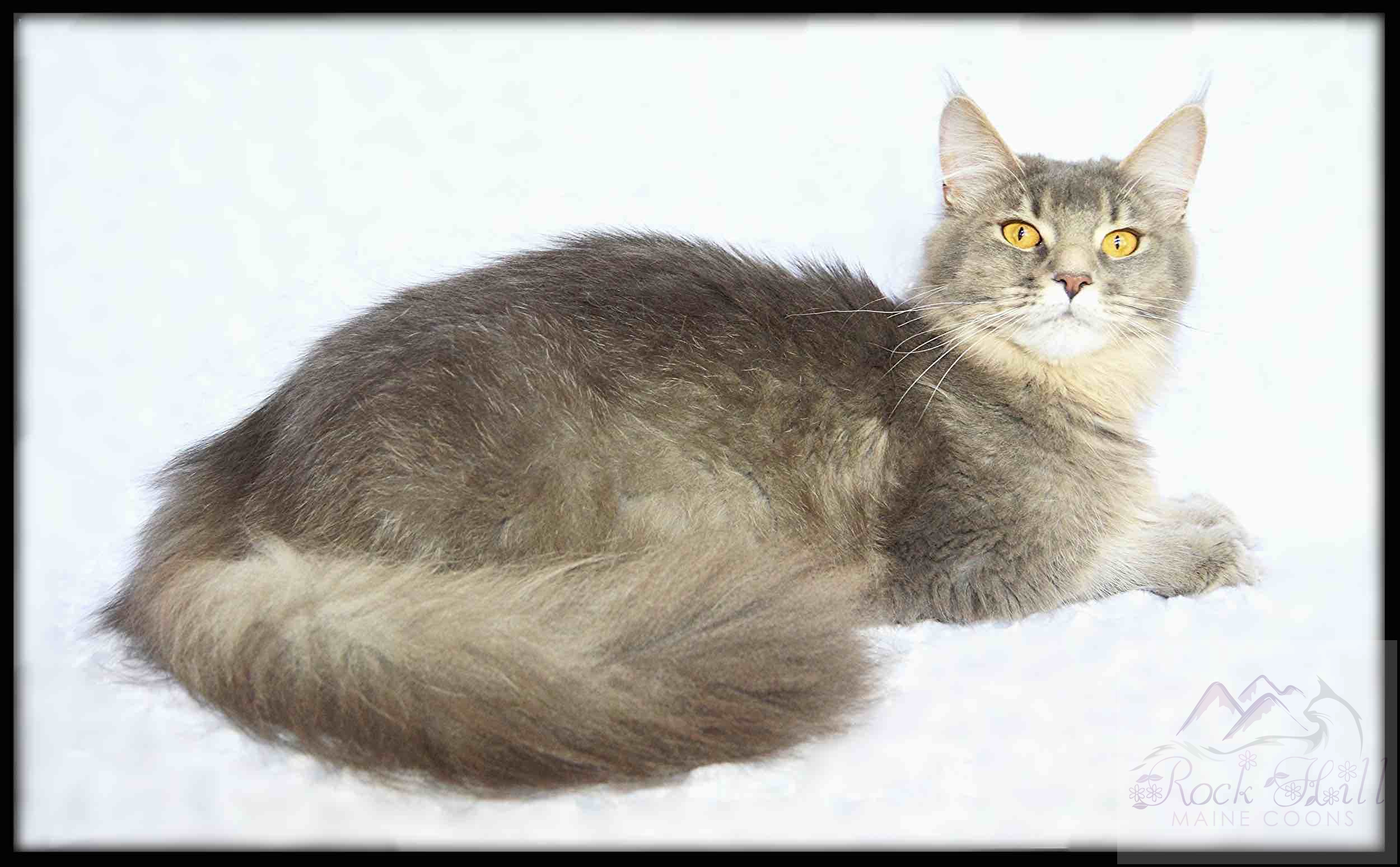 Rock Hill Maine Coon's Noelle