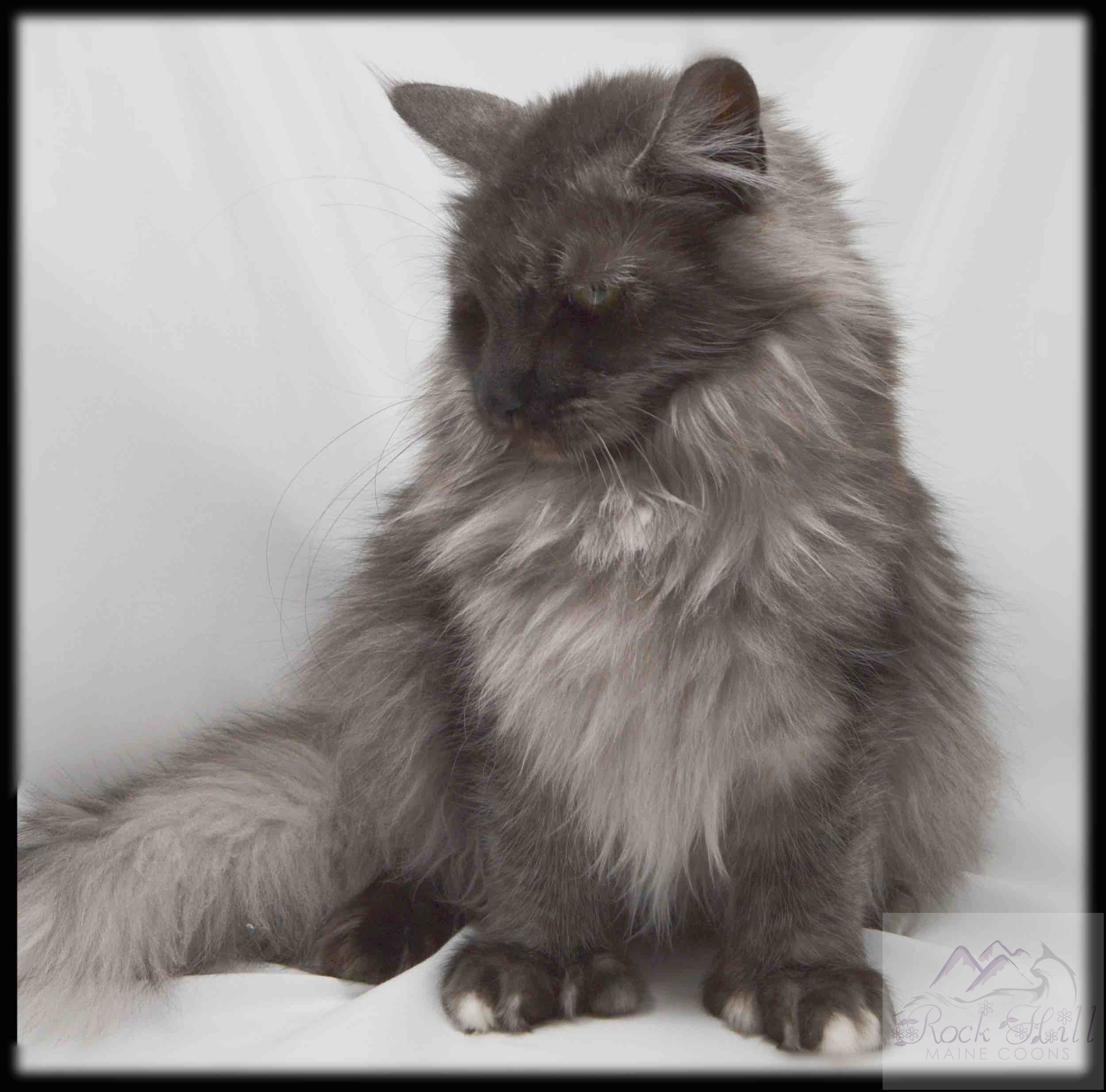 Rock Hill Maine Coon's Winterly