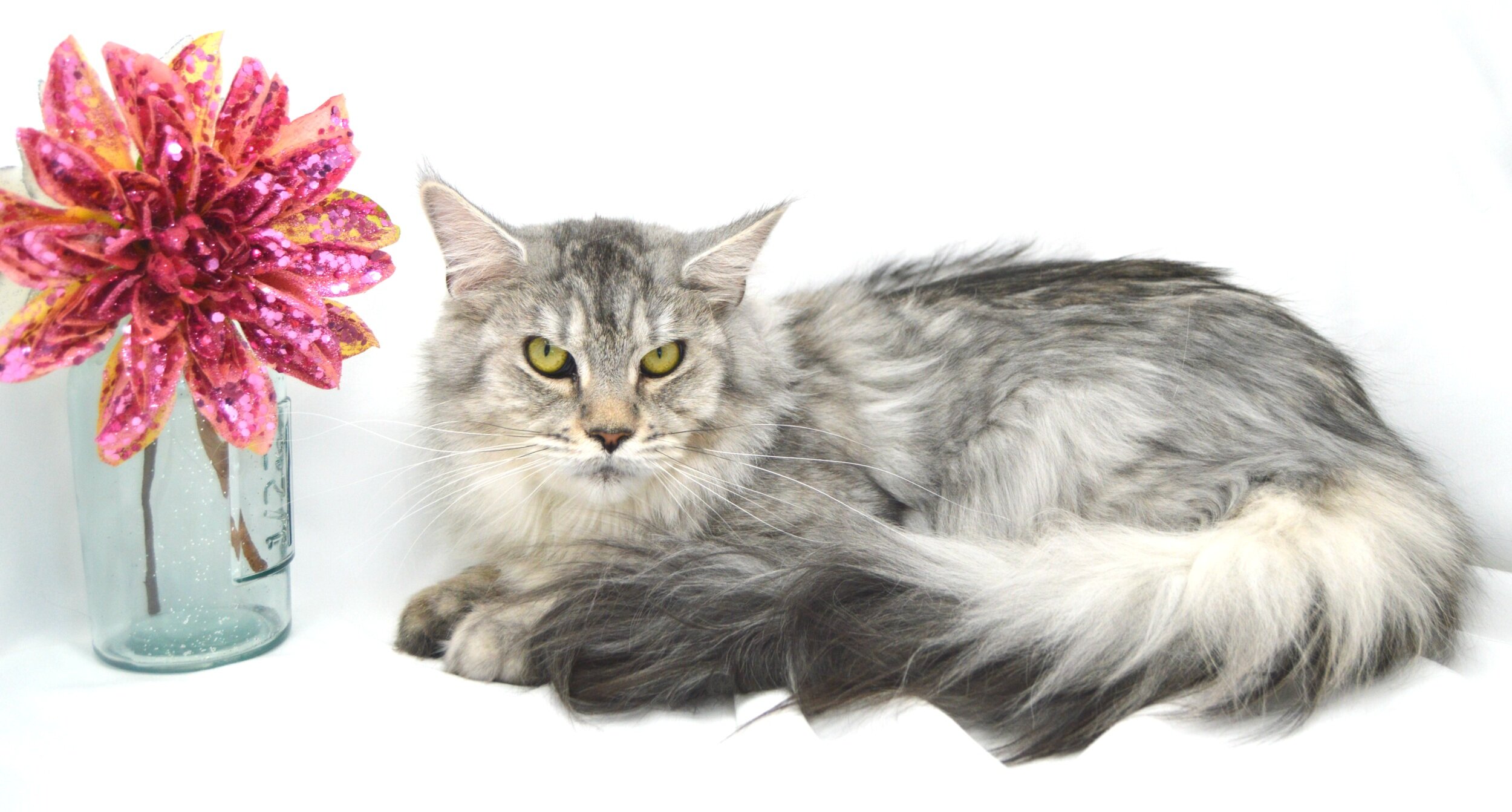 Rock Hill Maine Coon's MyKenna