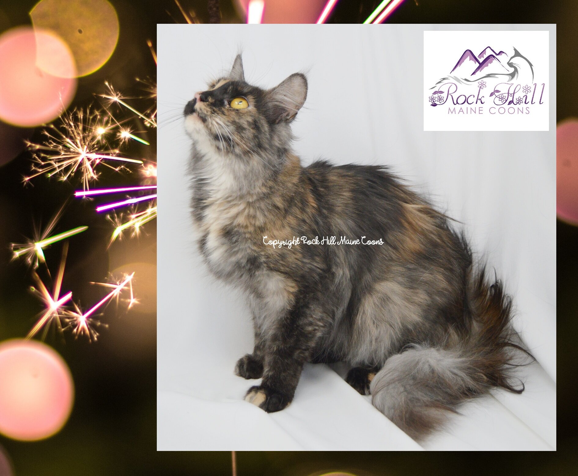 Rock Hill Maine Coons Bayleigh