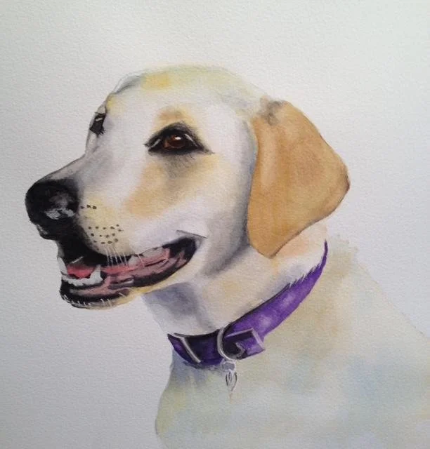 Yellow Labrador Retriever