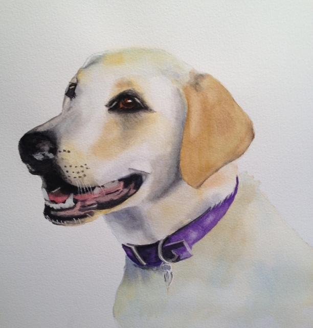 Yellow Labrador Retriever