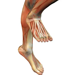 anatomyshins.jpg