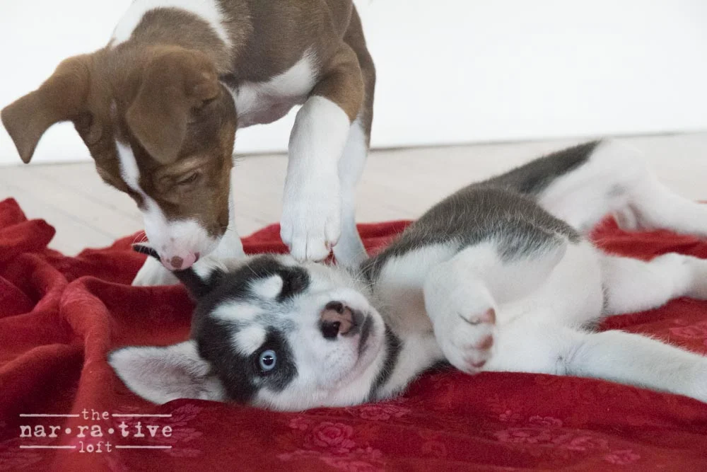 pups-1-2.jpg