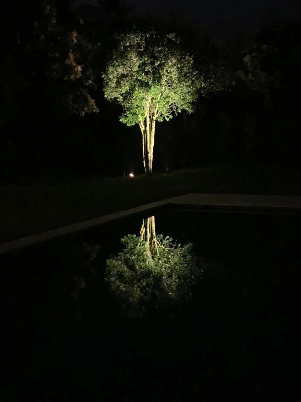 Botánica en reflexión