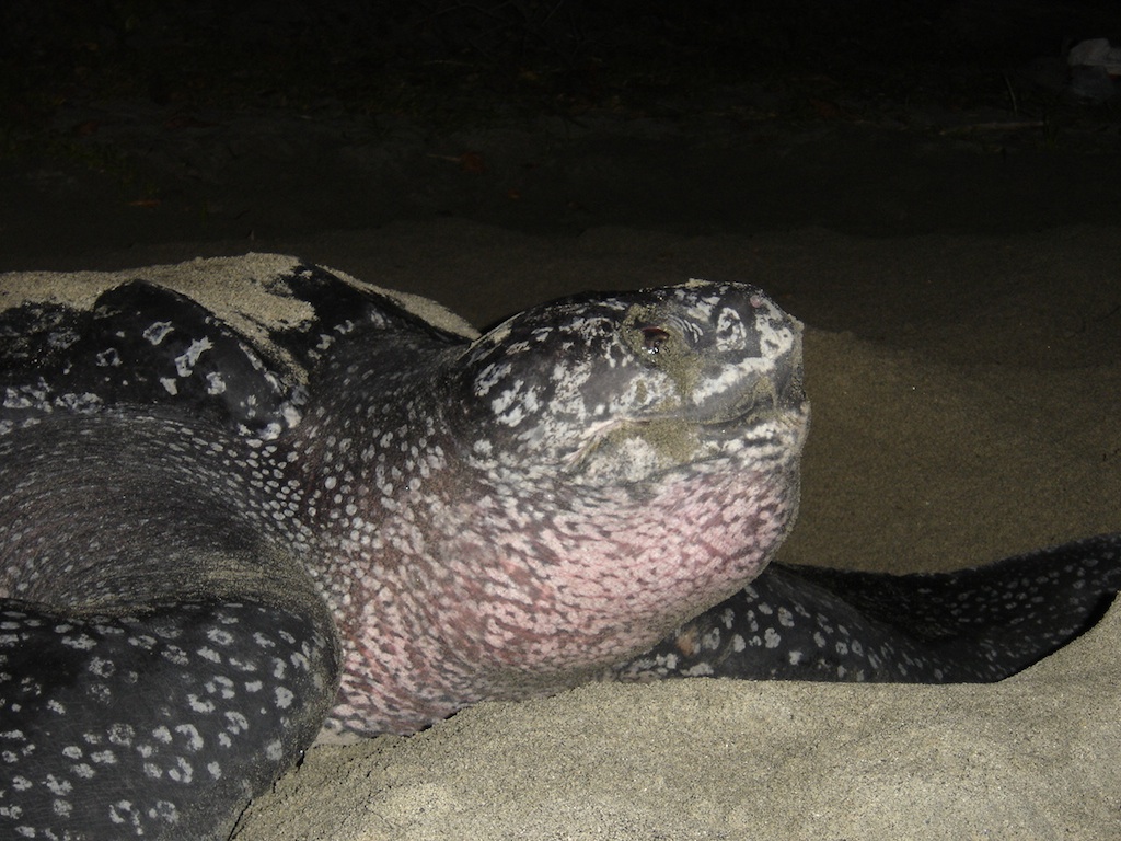 Large female leatherback, heading back to sea after laying a clutch of eggs. West Papua is home to the largest remaining Pacific leatherback nesting population. 