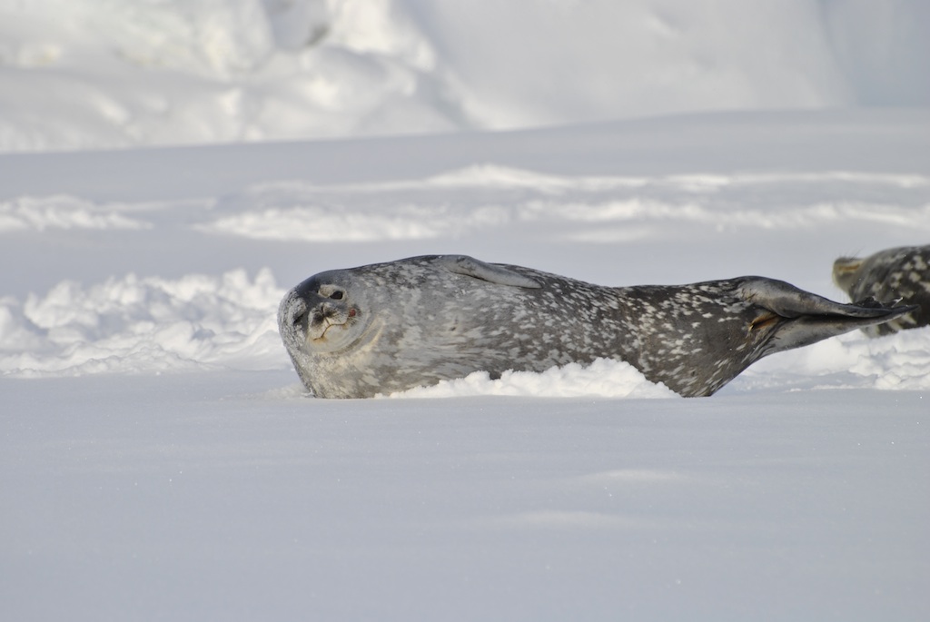 Weddell_Seal_Colbeck_Emp_Colony9_redux.jpg