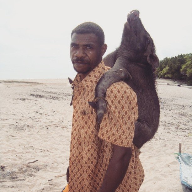 How the backpack was invented...
Bird's Head Peninsula, West Papua, Indonesia.
Introduced wild boars (Sus scrofa) are an important source of protein for Papuan communities. On the Bird's Head Peninsula, they are also one of the main predators of l