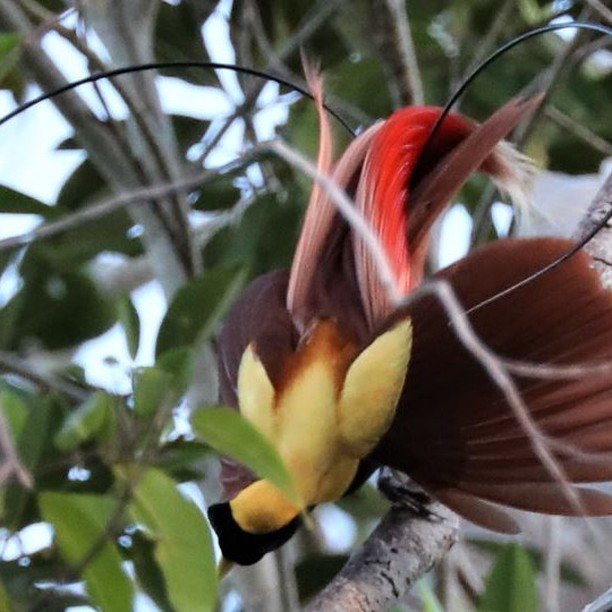 The red bird-of-paradise (Paradisaea rubra) is endemic to Waigeo and a few surrounding islands in Raja Ampat, Indonesia. They are quite common within this limited range. I once landed in a secluded bay on Waigeo while carrying out a sea turtle survey