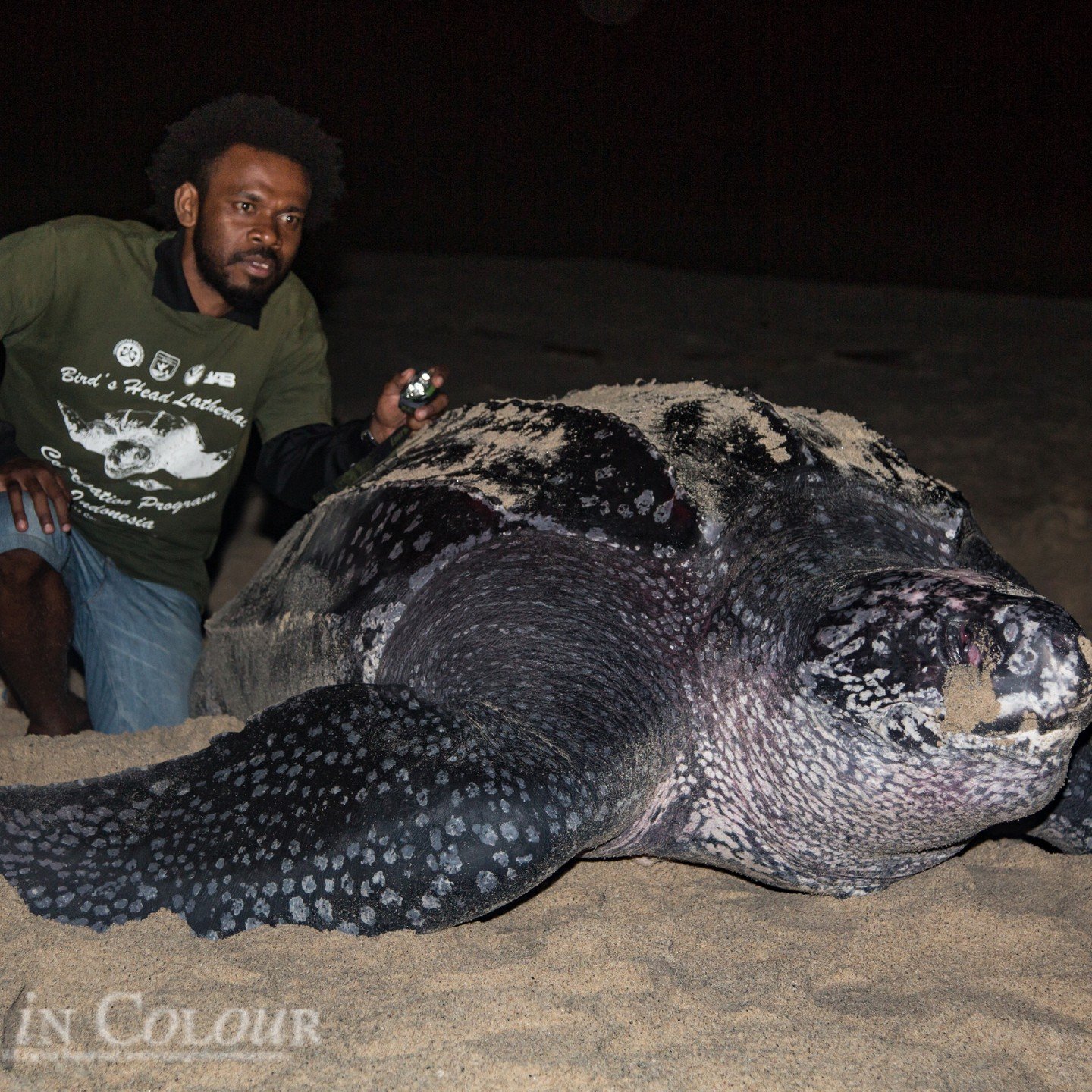 Leatherbacks of the Bird's Head Peninsula, Indonesia.
The remote beaches of the Bird's Head are home to the last significant nesting sites for the Pacific leatherback. The largest species of sea turtle, leatherbacks can measure up to 3 m and weigh w