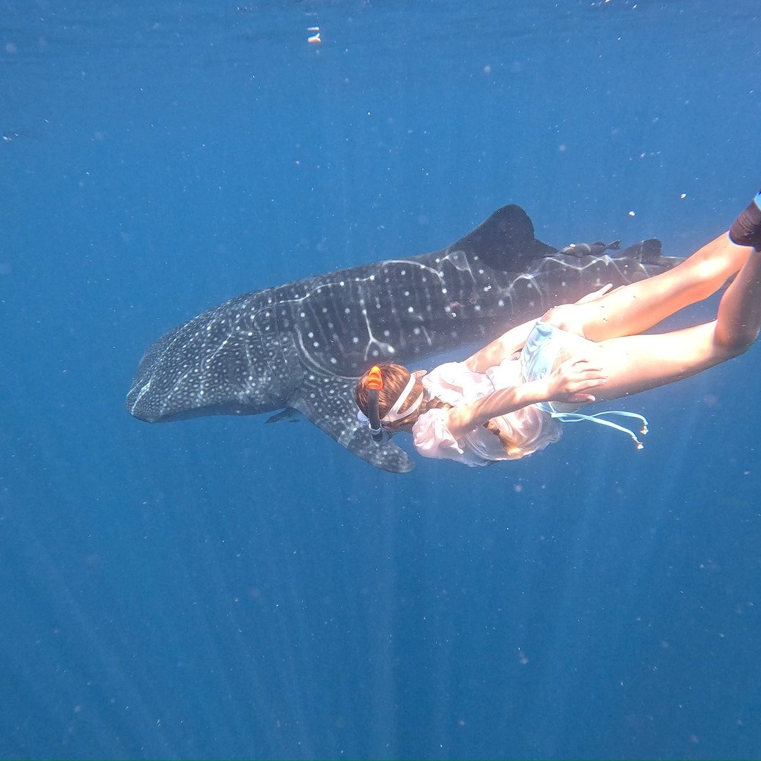 Join us in 2025 on a trip of a lifetime to Raja Ampat and beyond!
Whale sharks, giant leatherback turtles, birds-of-paradise, the richest coral reefs on Earth, WW2 wrecks… this trip has it all!
Our ship-based expeditions are designed for sma