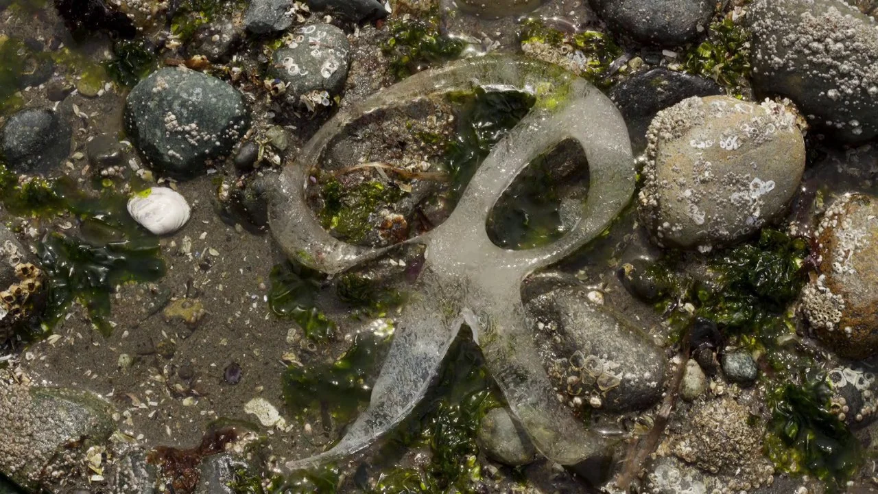 Rainier Restore the R