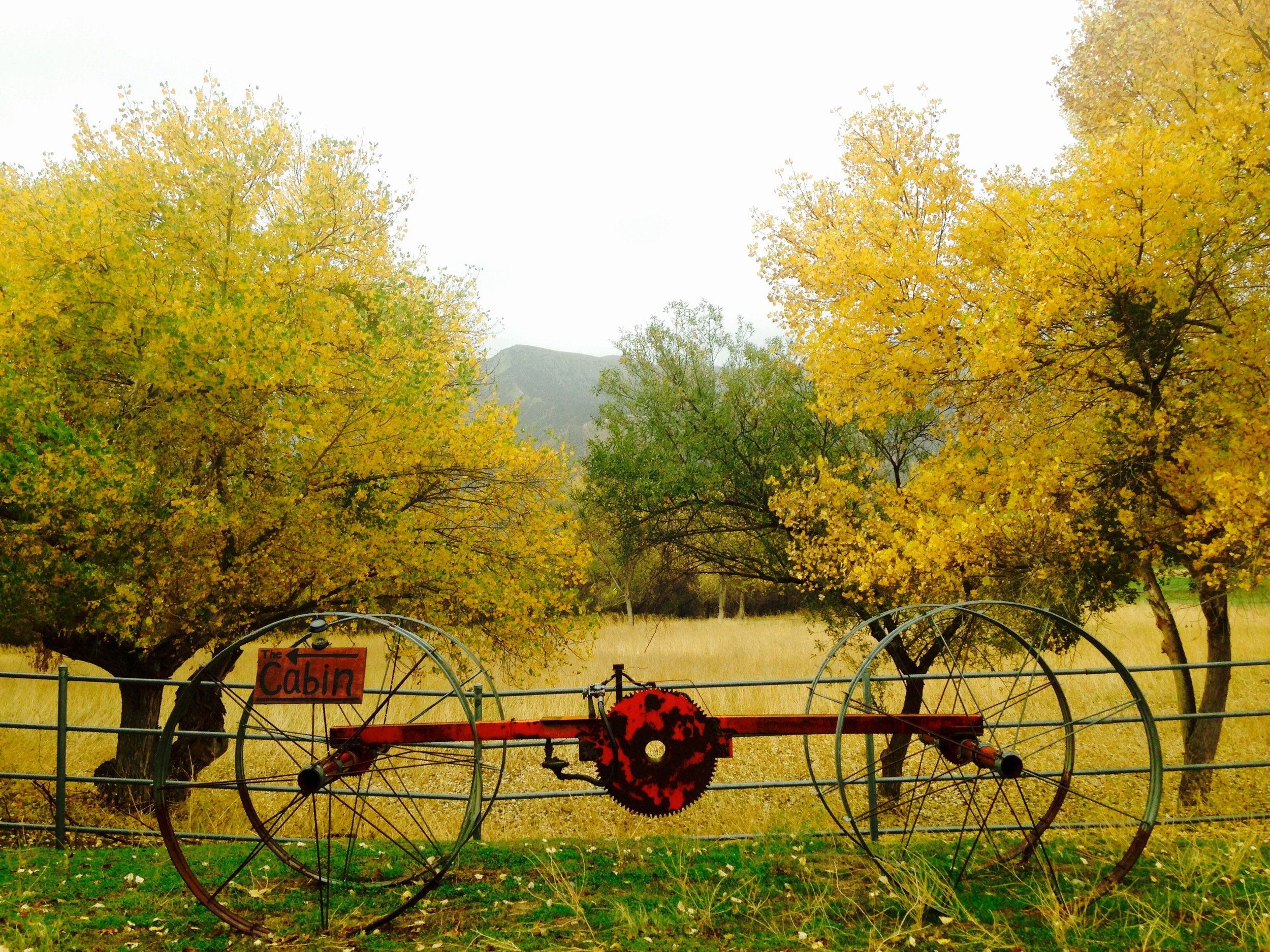 Fall Color