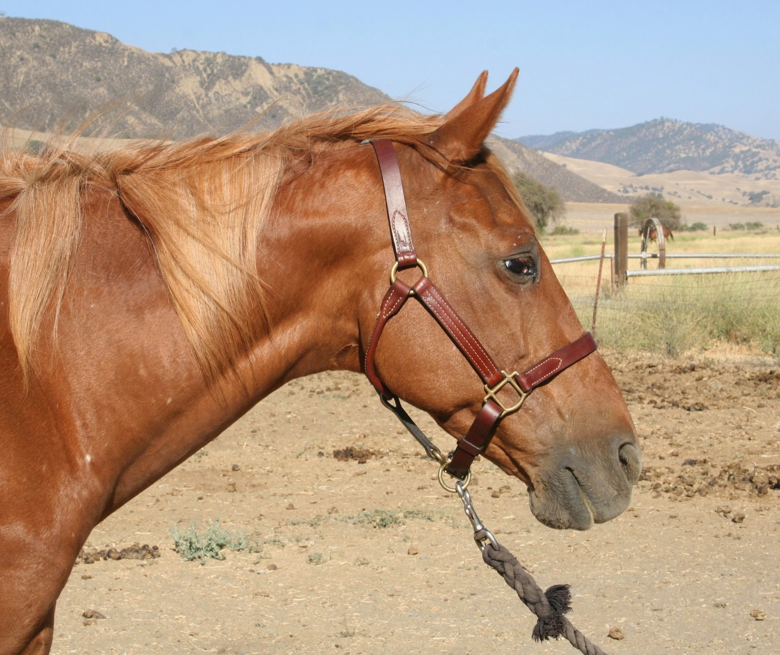 Josie Horse.jpg