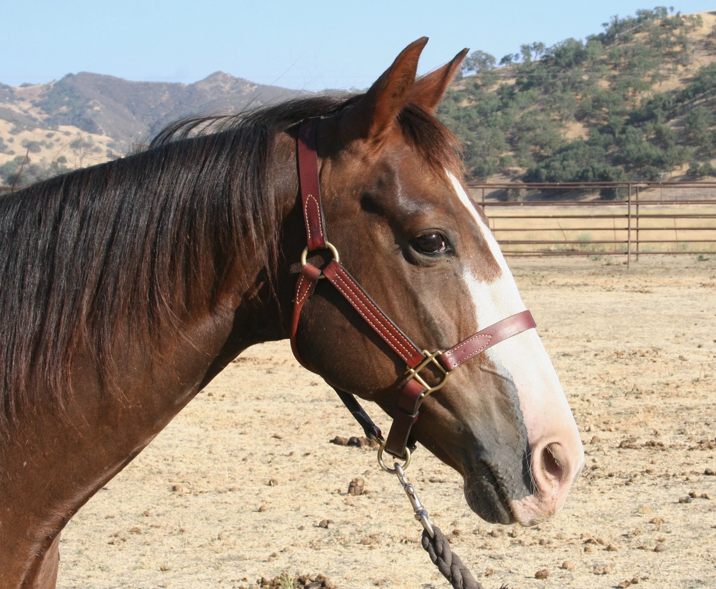 Ruger Horse.jpg