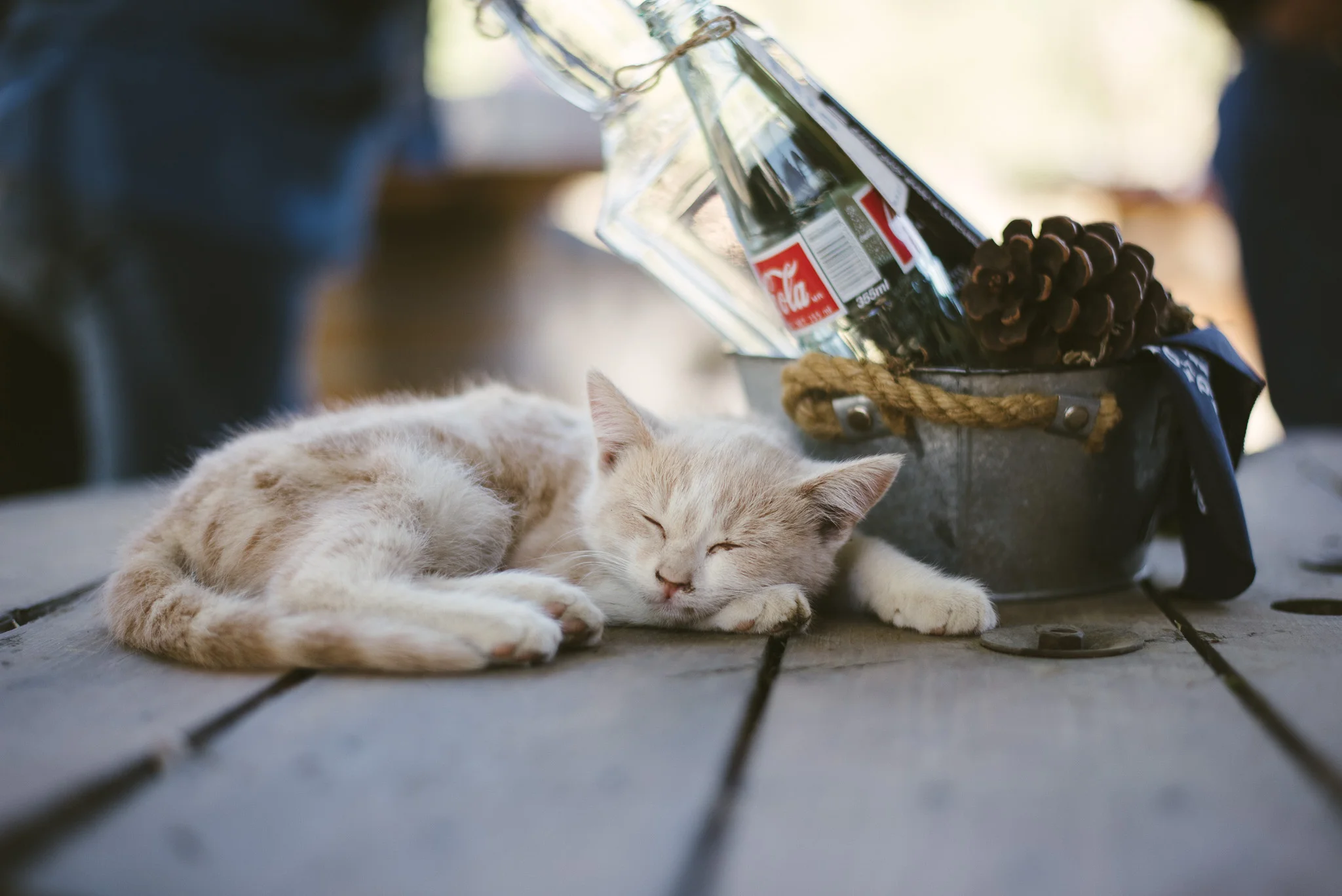 aCatSleeping.jpg