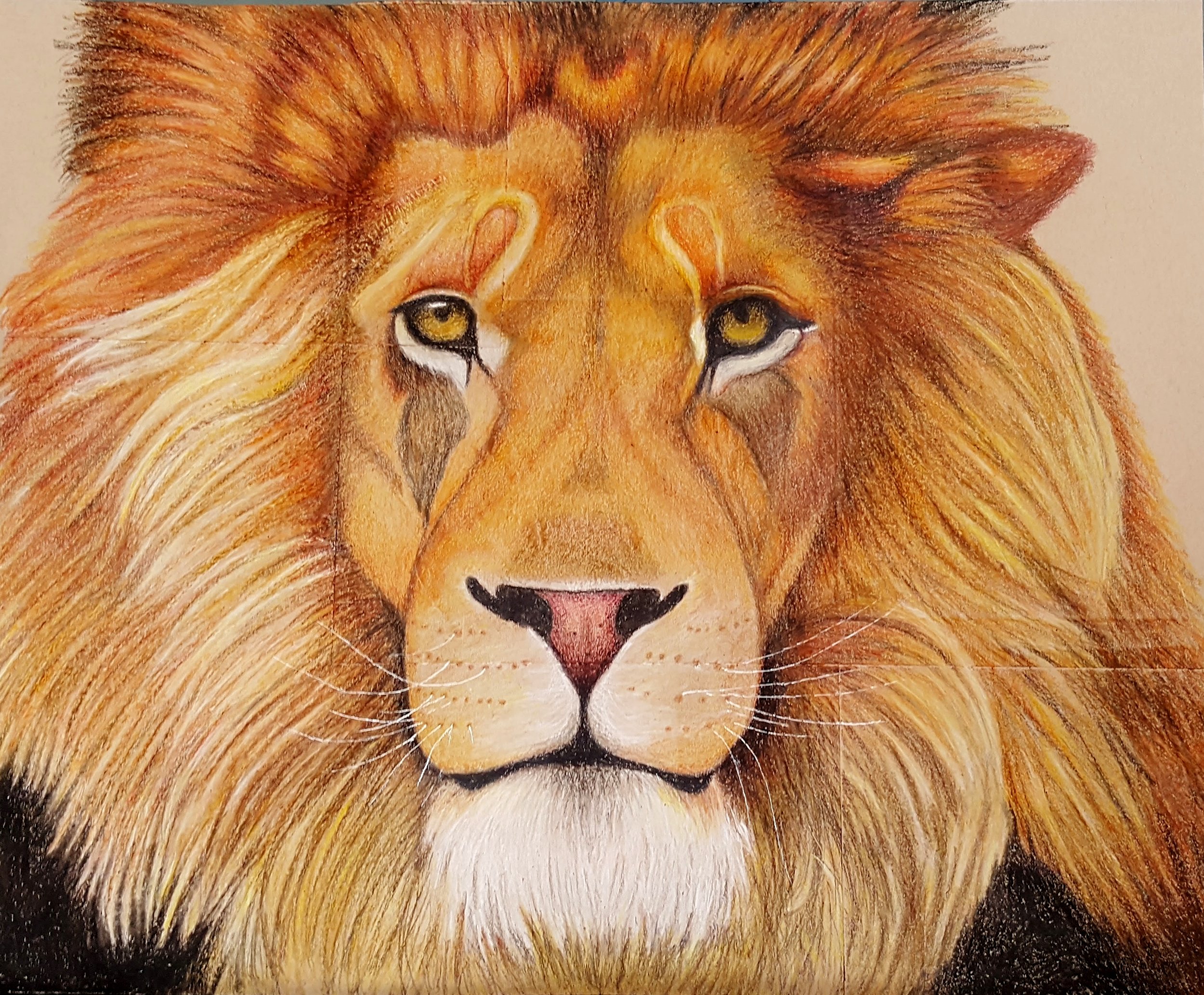 male lion art by Ashley Armstrong