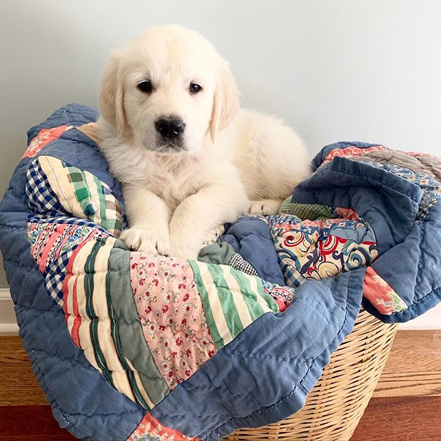 I&rsquo;m not sure there are many things as cute as a golden retriever pup snuggled up in a colorful quilt ❤️
.
.
.
#goldenretriever #dogsofinstagram #puppy #puppylove #englishcreamgoldenretriever #cozy #home #