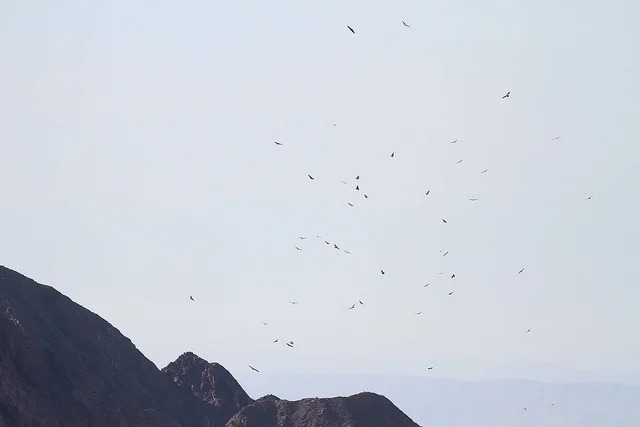 The migration over the Eilat Mountains. Photo by Paul French