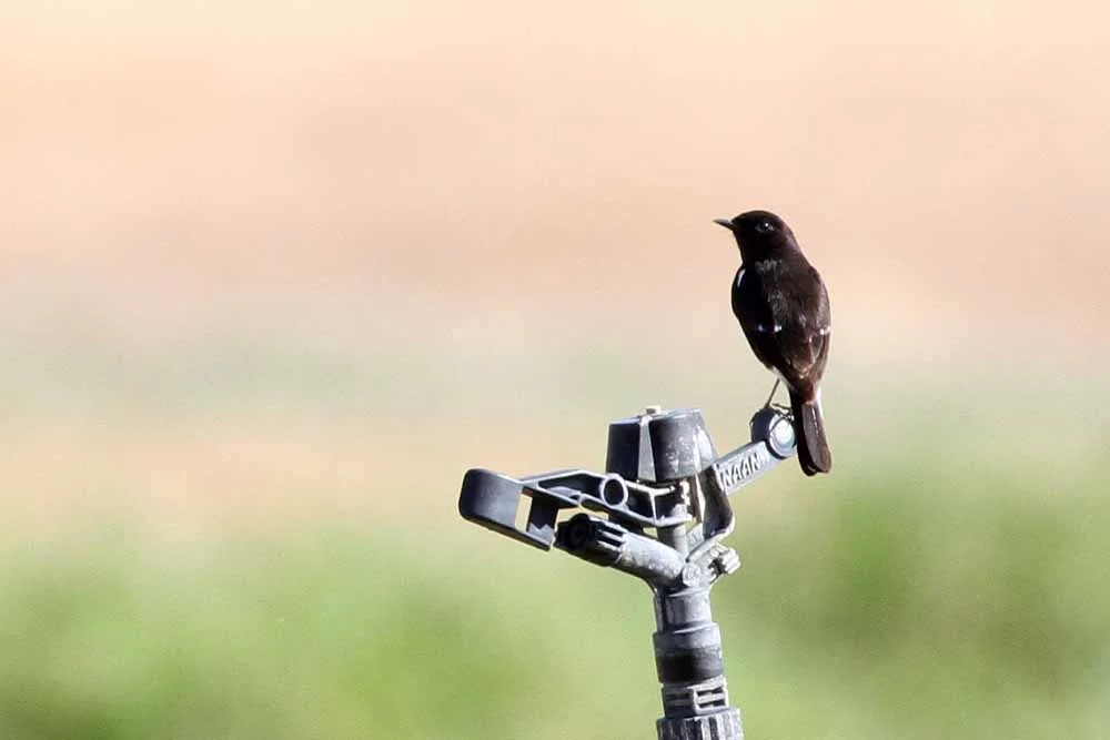 Pied Bush Chat on an irrigation sprinkler at Neot Samadar - photo by Paul French