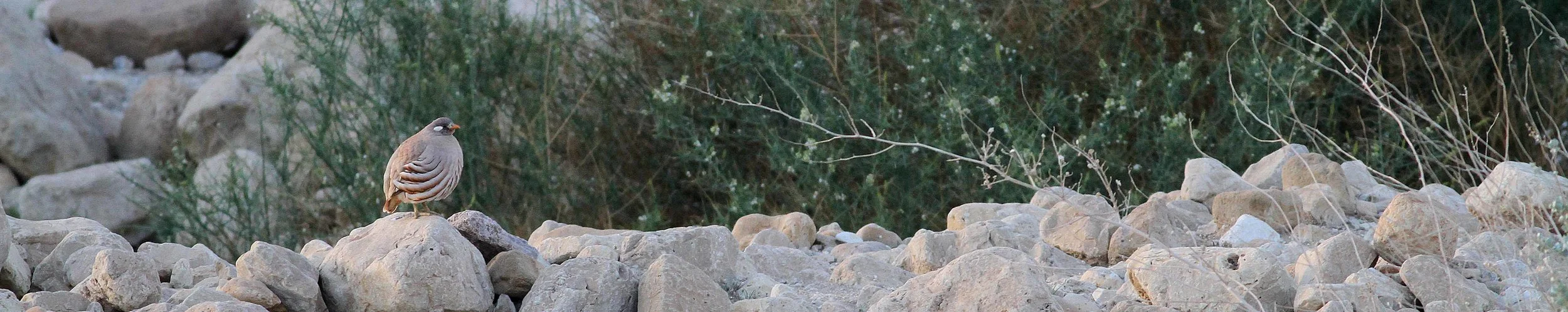 Sand Partridge - Photo Paul French