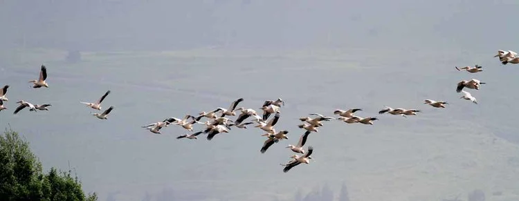 White Pelicans - photo Paul French