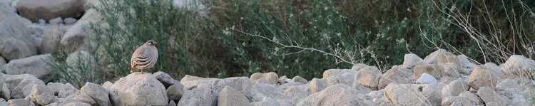 Sand Partridge - Photo Paul French