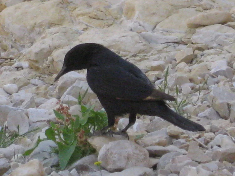 A friendly Tristram's Starling - photo by msm