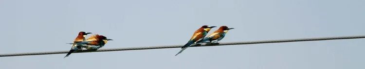 European Bee Eaters - photo Paul French