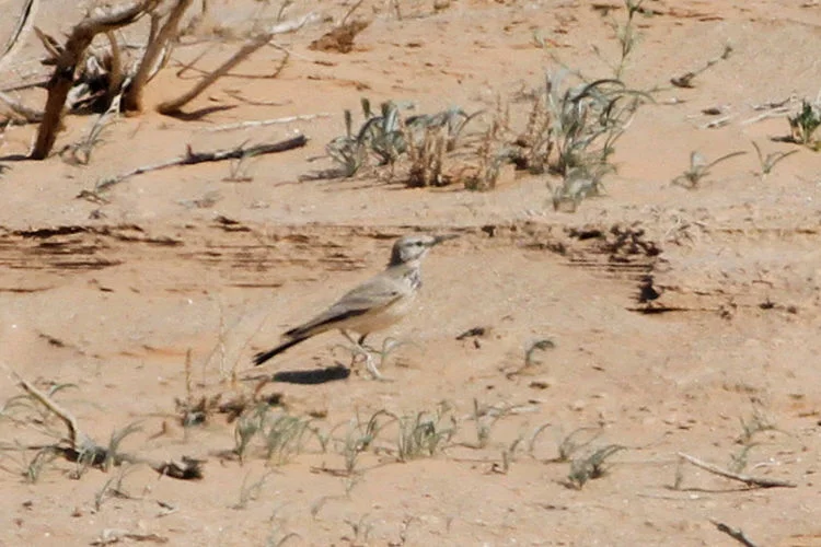 Hoopoe Lark - Photo Paul French