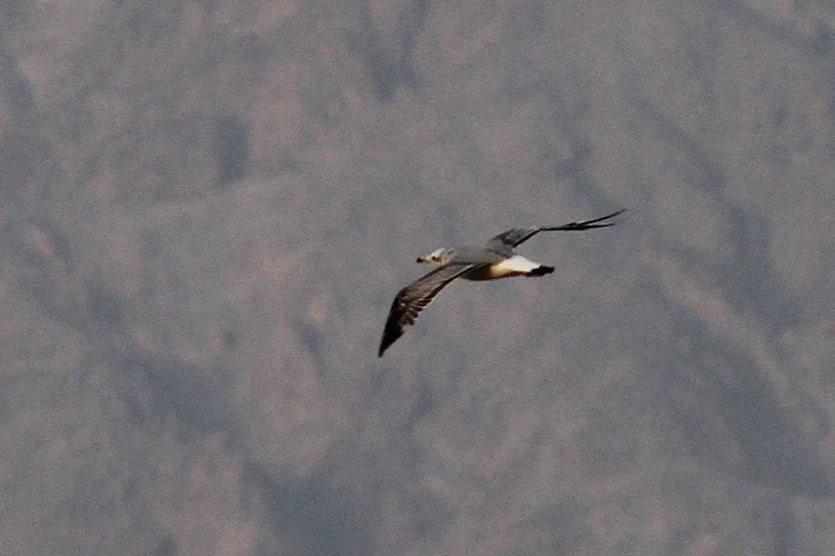 Pallus's Gull - photo Paul French
