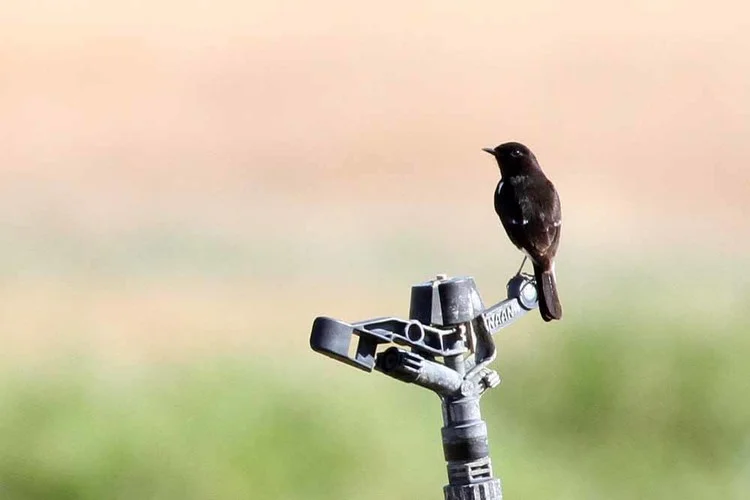 Pied Bush Chat on an irrigation sprinkler at Neot Samadar - photo by Paul French