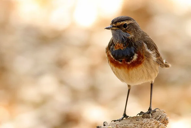 Bluethroat - photo Paul French