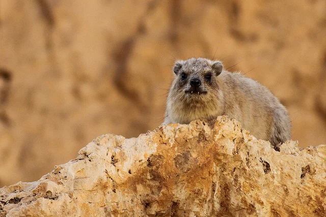 Rock Hyrax - photo Paul French