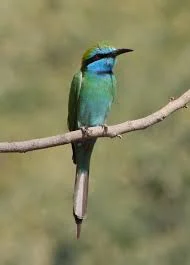 Little Green Bee-Eater