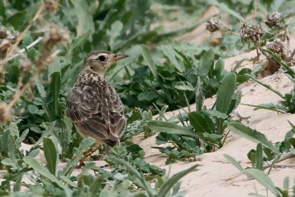 Oriental Skylark - Photo by Paul French
