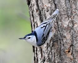 nuthatch.jpg